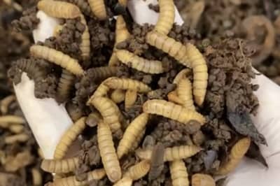 Black soldier fly larvae with organic material in a blue-gloved hand.